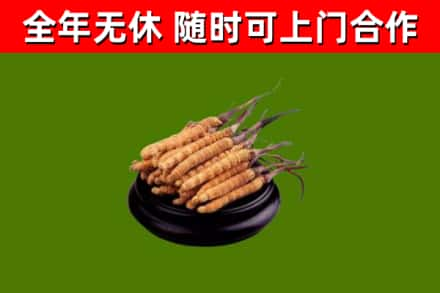 洛阳回收冬虫夏草